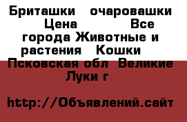 Бриташки - очаровашки.  › Цена ­ 3 000 - Все города Животные и растения » Кошки   . Псковская обл.,Великие Луки г.